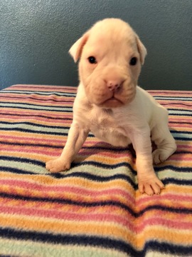 Medium Photo #2 Boxer Puppy For Sale in BENICIA, CA, USA