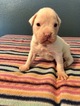 Small Photo #2 Boxer Puppy For Sale in BENICIA, CA, USA