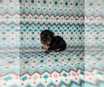Puppy Holly Yorkshire Terrier