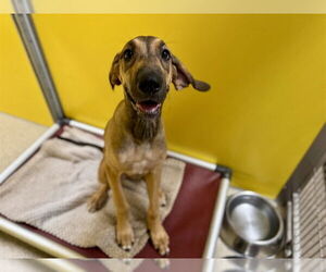 Great Dane Dogs for adoption in Ames, IA, USA