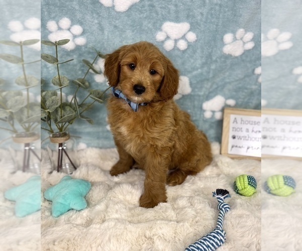 Medium Photo #1 Goldendoodle mix (+ Poodle Miniature) Puppy For Sale in NOBLESVILLE, IN, USA