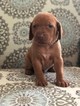 Small Photo #5 Vizsla Puppy For Sale in OAK RIDGE N, TX, USA