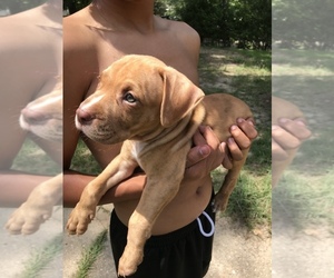 American Bully Puppy for sale in COLUMBUS, GA, USA