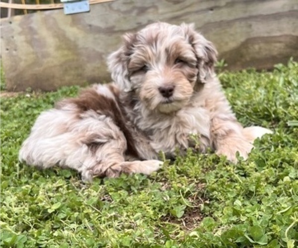 Medium Photo #6 Aussiedoodle Miniature  Puppy For Sale in MEHERRIN, VA, USA
