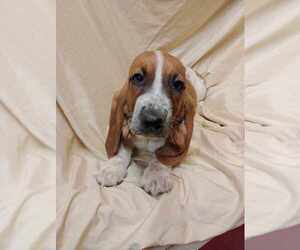 Basset Hound Puppy for sale in SALEM, WV, USA