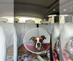 Boxer Dogs for adoption in  Katy, TX, USA