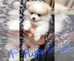 Image preview for Ad Listing. Nickname: Puppy 2