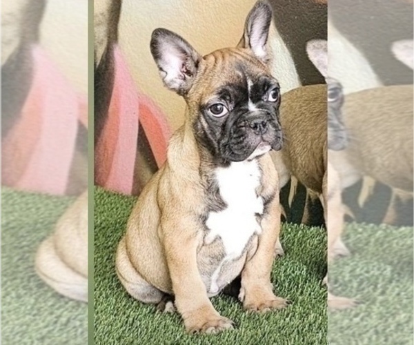 Medium Photo #2 French Bulldog Puppy For Sale in MOUNT VERNON, AL, USA