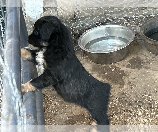 Medium Photo #14 Australian Shepherd Puppy For Sale in BAILEY, CO, USA