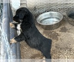 Small #13 Australian Shepherd