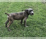 Puppy Puppy 5 Cane Corso