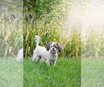Small #1 Shih Tzu Mix