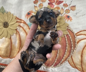 Dachshund Puppy for sale in MELROSE, FL, USA