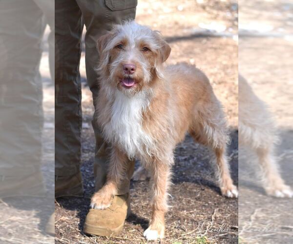 Medium Photo #2 Labrador Retriever Puppy For Sale in Brewster, NY, USA