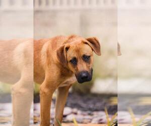 Tucker - Male Black Mouth Cur-Unknown Mix Dog for Adoption - Photo #7