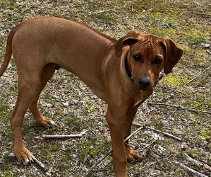 Rhodesian Ridgeback Puppy for sale in BAKERSVILLE, NC, USA