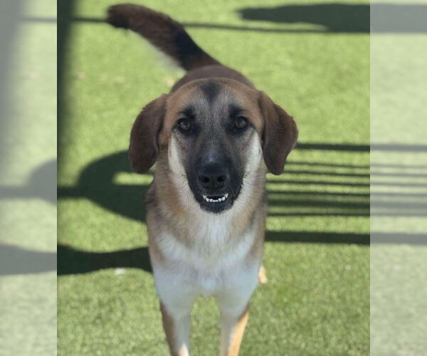 Medium Photo #1 Anatolian Shepherd-Unknown Mix Puppy For Sale in Godfrey, IL, USA