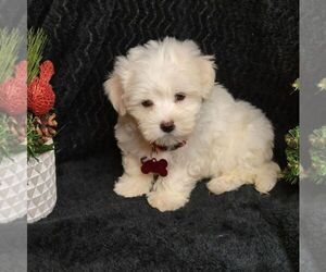 Maltese Puppy for sale in JASONVILLE, IN, USA