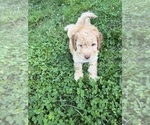 Small Photo #73 Aussiedoodle Puppy For Sale in ASHEVILLE, NC, USA