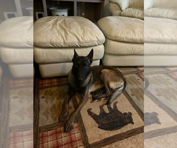 Medium Photo #1 Mutt Puppy For Sale in Salt Lake City, UT, USA