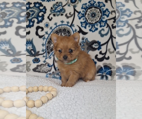 Medium Photo #4 Yoranian Puppy For Sale in LEWISBURG, KY, USA