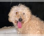 Small Photo #2 Bichon Frise Puppy For Sale in Lewistown, PA, USA