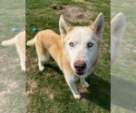 Small #2 Siberian Husky Mix