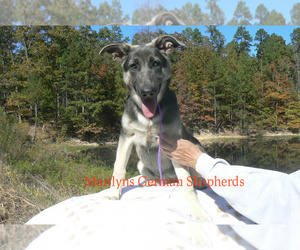 German Shepherd Dog Puppy for Sale in PIEDMONT, Missouri USA