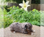Small #8 F2 Aussiedoodle