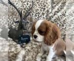 Small #1 Cavalier King Charles Spaniel