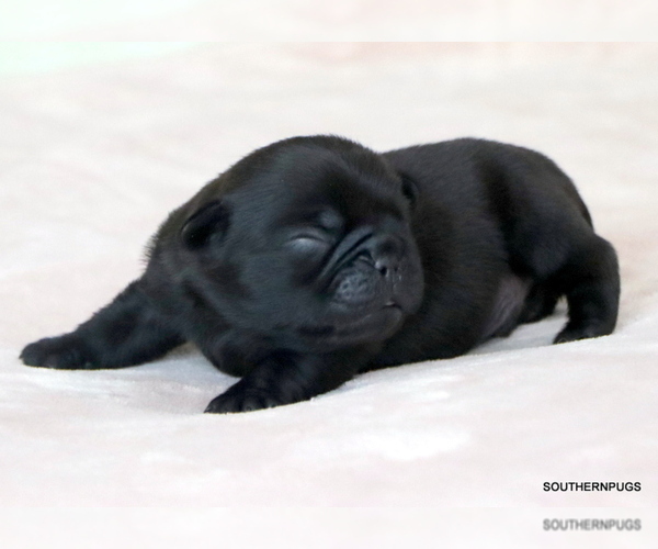 Medium Photo #5 Pug Puppy For Sale in WINNSBORO, TX, USA