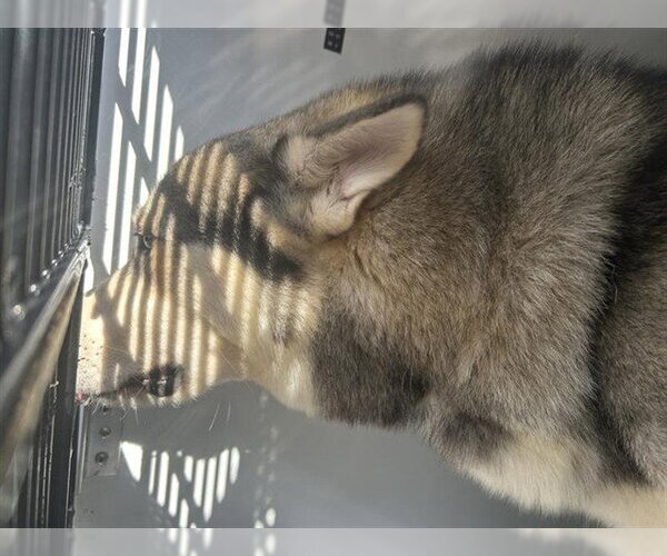 Medium Photo #1 Siberian Husky-Unknown Mix Puppy For Sale in Houston, TX, USA