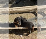 Small #30 Doberman Pinscher