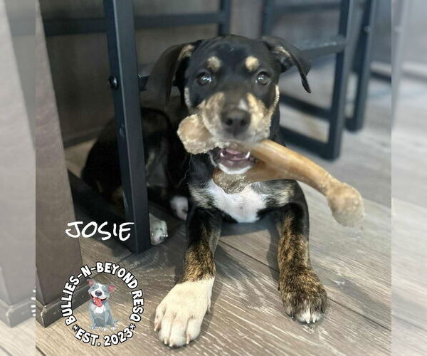 Medium Photo #5 Boxweiler Puppy For Sale in Omaha, NE, USA