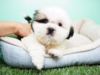 Small Photo #3 Shih Tzu Puppy For Sale in LA MIRADA, CA, USA