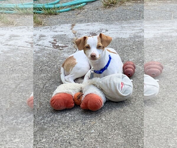Medium Photo #5 Italian Greyhuahua Puppy For Sale in San Francisco, CA, USA
