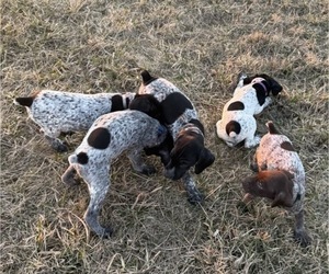 German Shorthaired Pointer Puppy for sale in CENTERTOWN, KY, USA