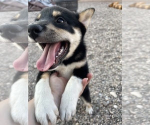 Shiba Inu Puppy for sale in TUCSON, AZ, USA