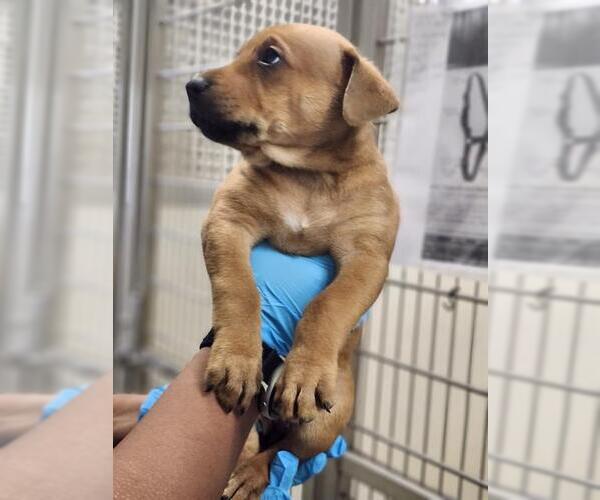 Medium Photo #1 Labrador Retriever-Unknown Mix Puppy For Sale in San Antonio, TX, USA
