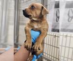 Small Labrador Retriever Mix