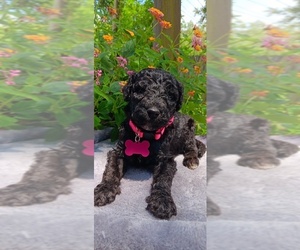 Goldendoodle-Poodle (Standard) Mix Dogs for adoption in CLEARWATER, FL, USA