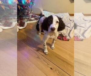 English Setter Puppy for sale in FINLAYSON, MN, USA