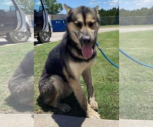German Shepherd Dog-Unknown Mix Dogs for adoption in Rockwall, TX, USA