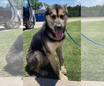 Small German Shepherd Dog Mix