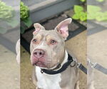 Small #27 Staffordshire Bull Terrier Mix