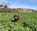 Small Photo #3 Labrador Retriever Puppy For Sale in PROSSER, WA, USA