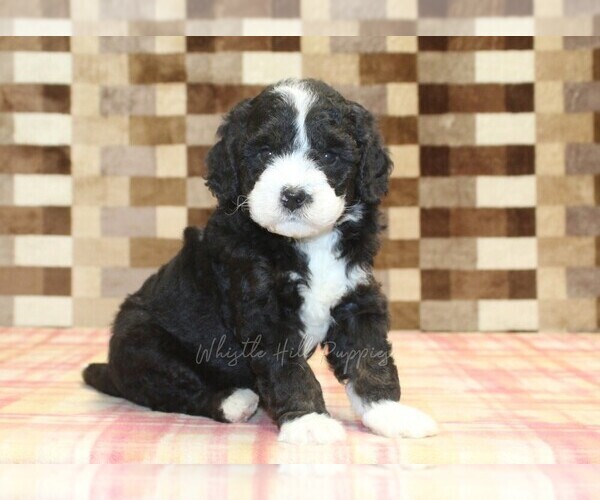Medium Photo #1 Bernedoodle (Miniature) Puppy For Sale in DENVER, PA, USA