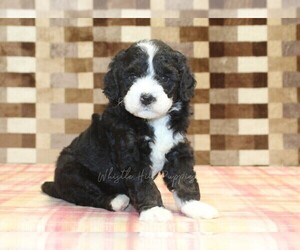 Bernedoodle (Miniature) Puppy for sale in DENVER, PA, USA