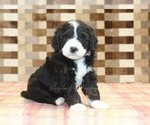 Small Bernedoodle (Miniature)