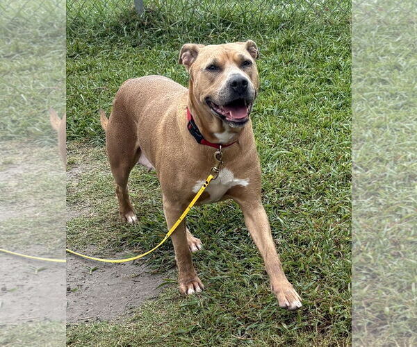 Medium Photo #1 American Pit Bull Terrier-Unknown Mix Puppy For Sale in Virginia Beach, VA, USA